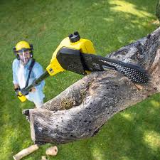 How Our Tree Care Process Works  in Country Homes, WA